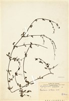 藏品(黃細心)的圖片